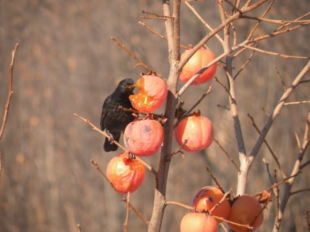 dalla finestra di casa...